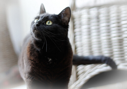 зехтин за защита на вашата котка