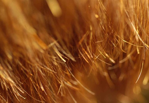 Домашни средства срещу цъфтящи краища