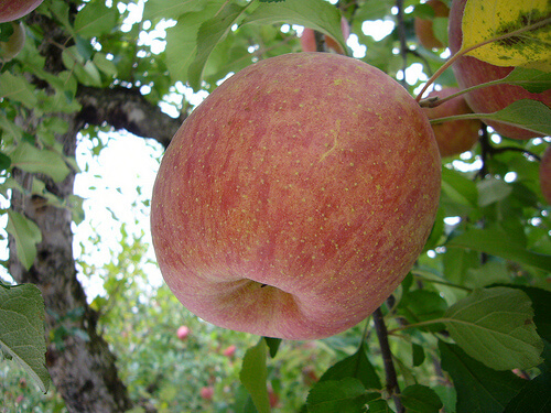 Ябълките като разхлабителни средства