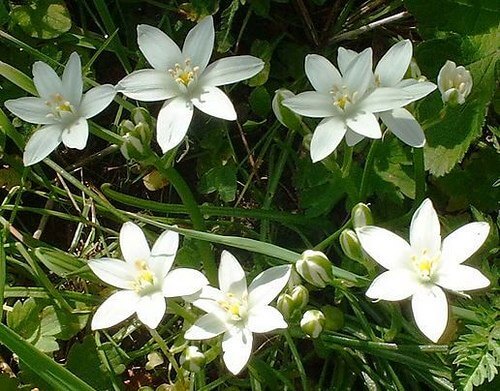 Сложете ваза с цветя, за да бъдете щастливи