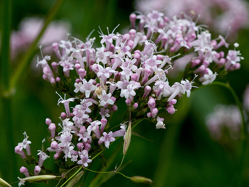 valeriana