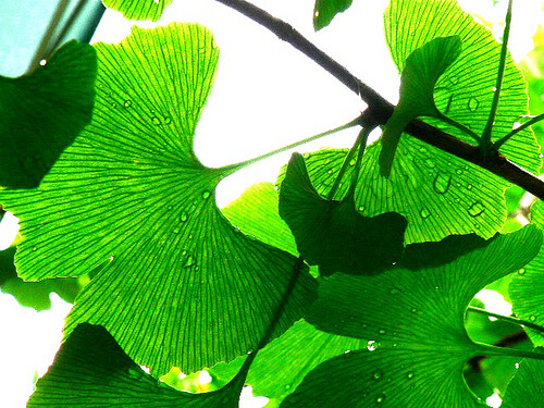 гинко билоба за по-добра памет