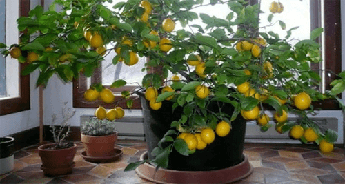 Отглеждане на лимоново дърво от семена