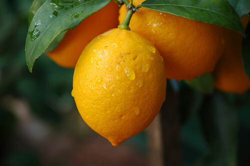Лимонът е един от плодовете с най-високо съдържание на витамин С