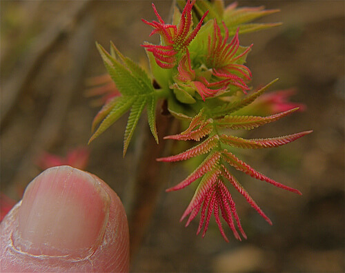 ако ноктите ви се цепят, може да имате недостиг на витамини