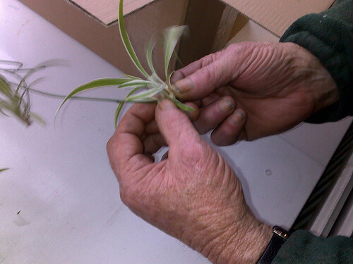 заболяванията на щитовидната жлеза предизвикват проблеми и с ноктите