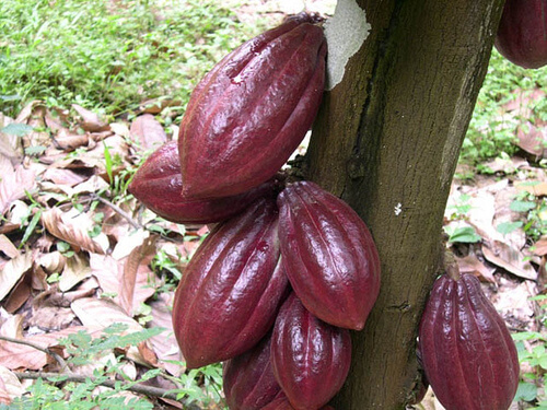 Шоколадът с най-висок процент какао е препоръчителен