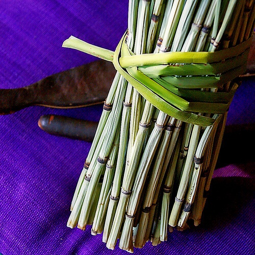 Хвощът е сред най-добрите лечебни растения за отслабване