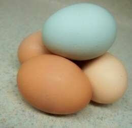 Цветът на черупката зависи от породата на кокошката, която снася яйцето.
