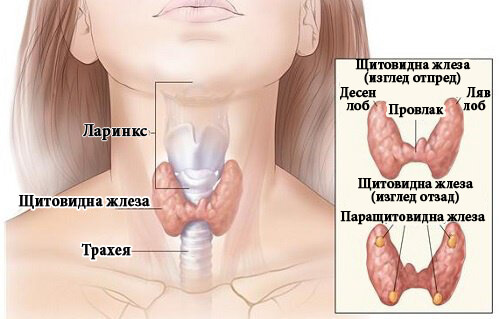 Кокосова вода за лечение на хипотиреоидизъм