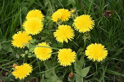 Глухарче за понижаване на холестерола