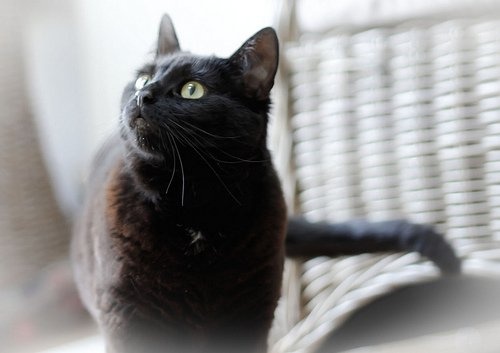 Котка
