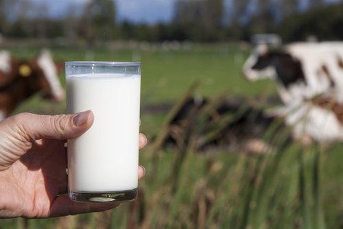 Защо пиенето на краве мляко не е полезно