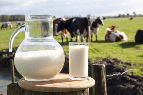 Защо пиенето на краве мляко не е полезно?