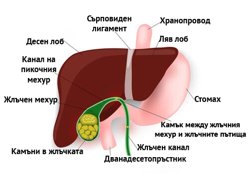 Приложение на артишок за жлъчния мехур