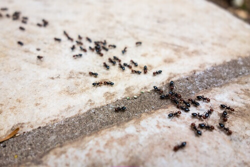 6 натурални репелента срещу мравки