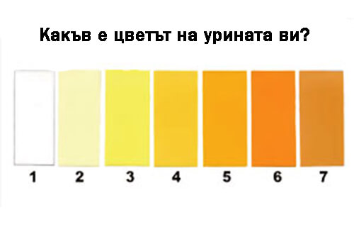 8 вида урина, разкриващи състоянието на здравето