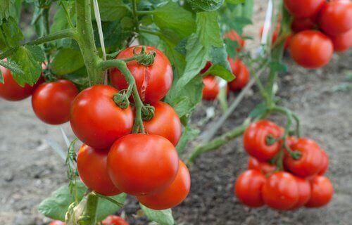 Как да отглеждаме домати у дома