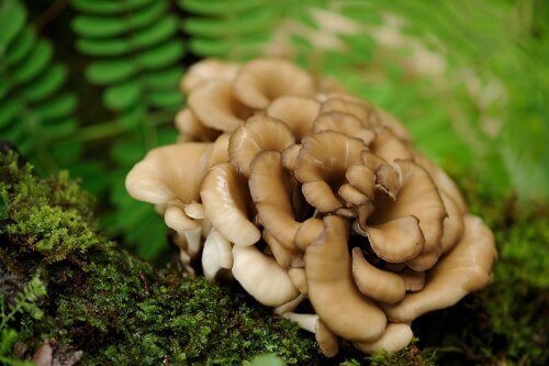 Гъбите Шийтаке зареждат с енергия и засилвата имунната система