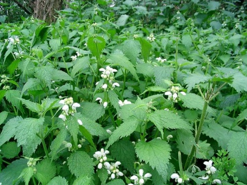 Копривата е ефикасна и против запек
