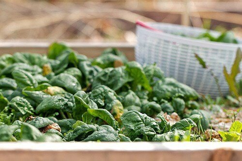 30 богати на желязо храни срещу умора и главоболие