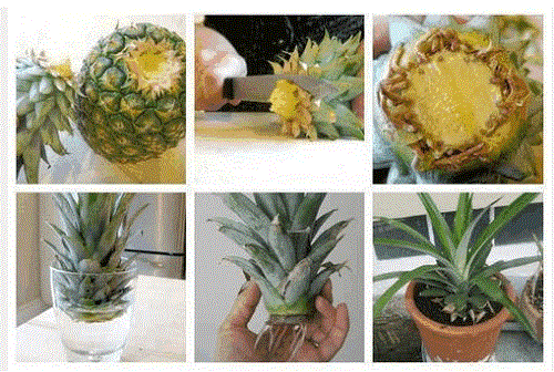 Как да отгледаме ананас у дома