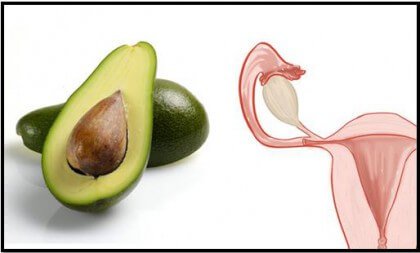 Храни, наподобяващи човешки органи: авокадо