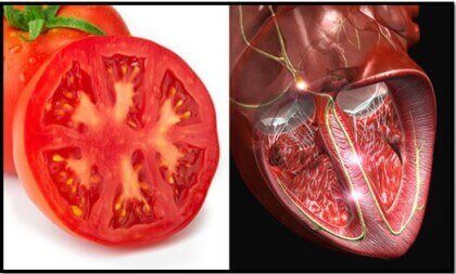 Храни, наподобяващи човешки органи: домат