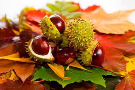 Кестен за борба с хемороидите