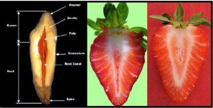 Храни, наподобяващи човешки органи: ягоди