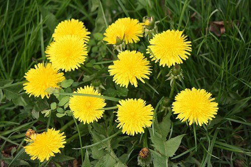 глухарче за по-чиста кожа