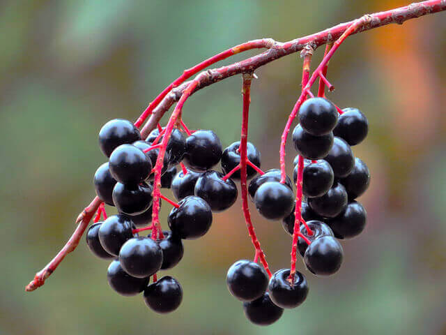 4-elderberry