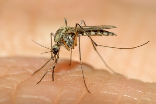 Изследване, публикувано в BBC, предполага, че комарите са истински тактици .