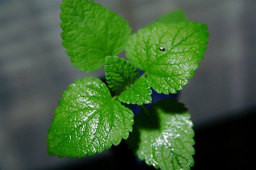 напитка с мента за детоксикация на цялото тяло