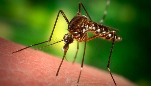 Защо комарите хапят мен, но не и другите?