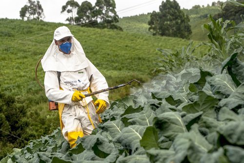 Пестицидите са химически продукти, които се използват за защитаот насекоми и др.