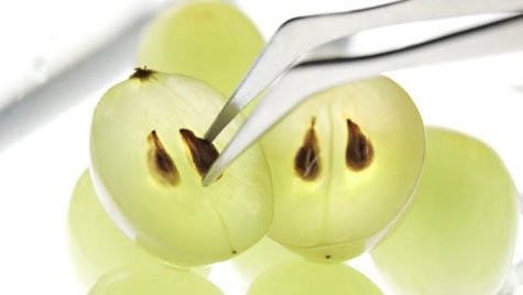 Семките на гроздето са богати на феноли и подсилват бъбреците