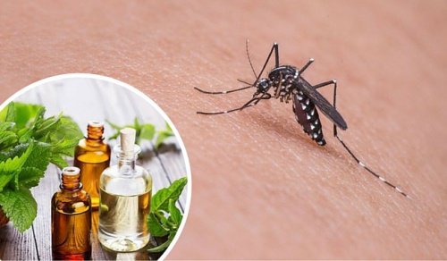 11 натурални средства, които гонят комарите