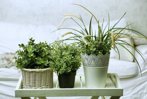 6 идеални растения за стаята ви