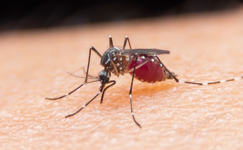 4 необичайни начина да се спасите от комарите