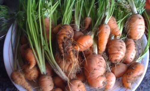 Как да отглеждаме моркови у дома