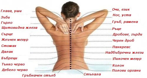 Как гръбначният стълб е свързан с органите
