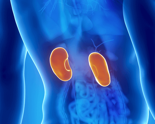 Дехидратицията е много опасна за бъбреците.