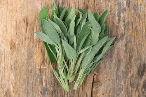 билки за белите дробове - градински чай