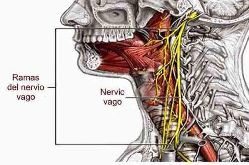 Блуждаещият нерв, или вагус нерв, започва в продълговатия мозък 