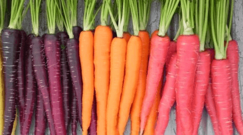 Лилавите моркови са били по-често срещани в миналото