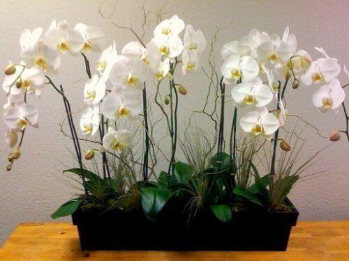 орхидеите пречистват въздуха в дома