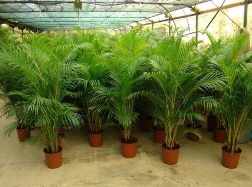 палма арека - едно от растенията, които пречистват въздуха в дома