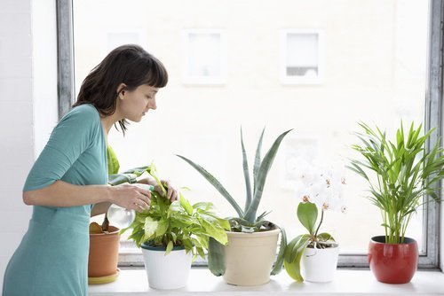 8 растения, които пречистват въздуха в дома ви