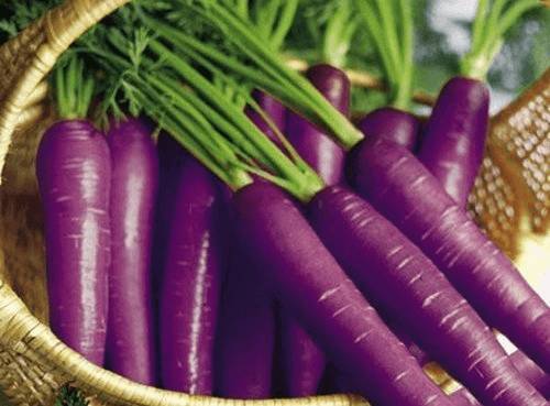Лилавите моркови са полезни за лекуване на разширените вени